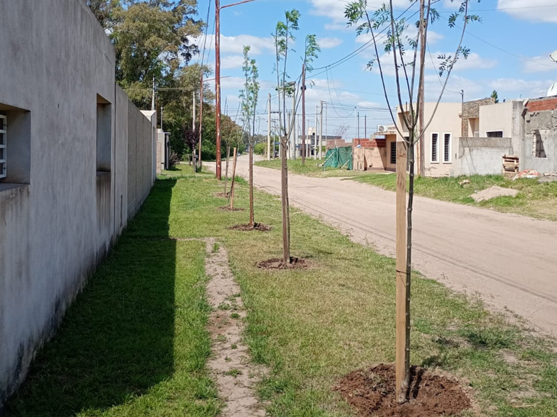 Más Sostenible: el municipio plantó 65 árboles en Campos del Este