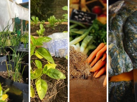 Abrieron las inscripciones para la entrega de kits de semillas de la temporada otoño-invierno