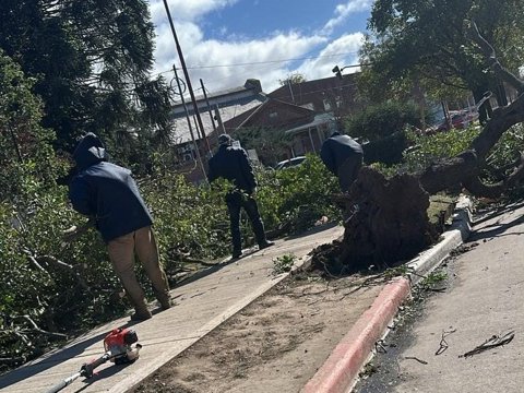 Más de 20 árboles caídos: el municipio trabaja en la normalización de distintos sectores afectados por las fuertes ráfagas de viento