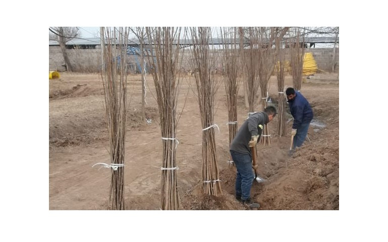 Villa María: El Vivero Municipal recibió 500 árboles en el marco del programa provincial Forestando Córdoba