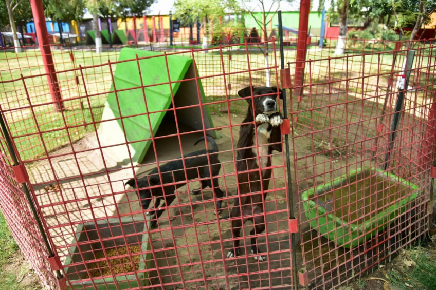 Villa María: Durante el mes de octubre, el CAM realizó más de 400 castraciones de gatos y perros