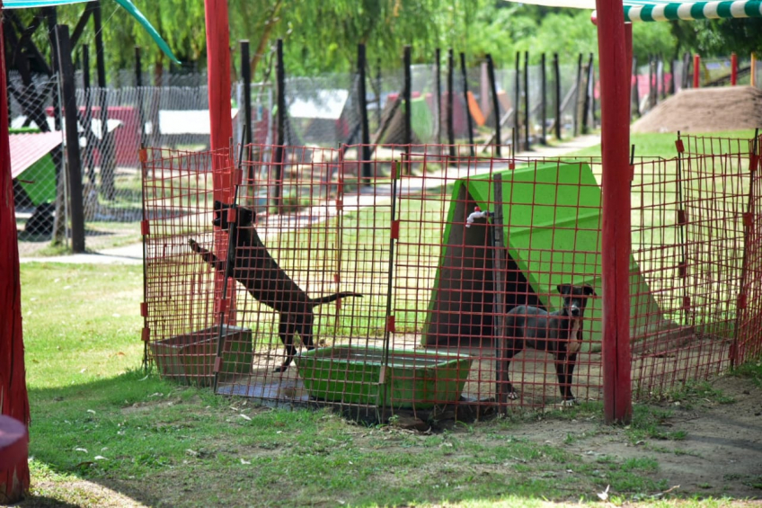 Villa María: Durante el mes de julio, el CAM realizó más de 450 castraciones de gatos y perros