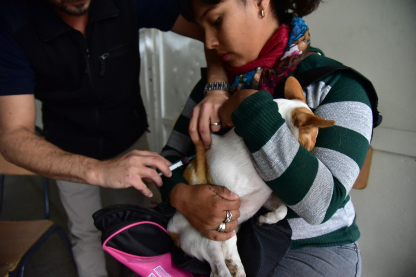Villa María: Con un recorrido por todos los MuniCerca, se colocó la vacunación antirrábica y desparasitó a 1.135 perros y gatos