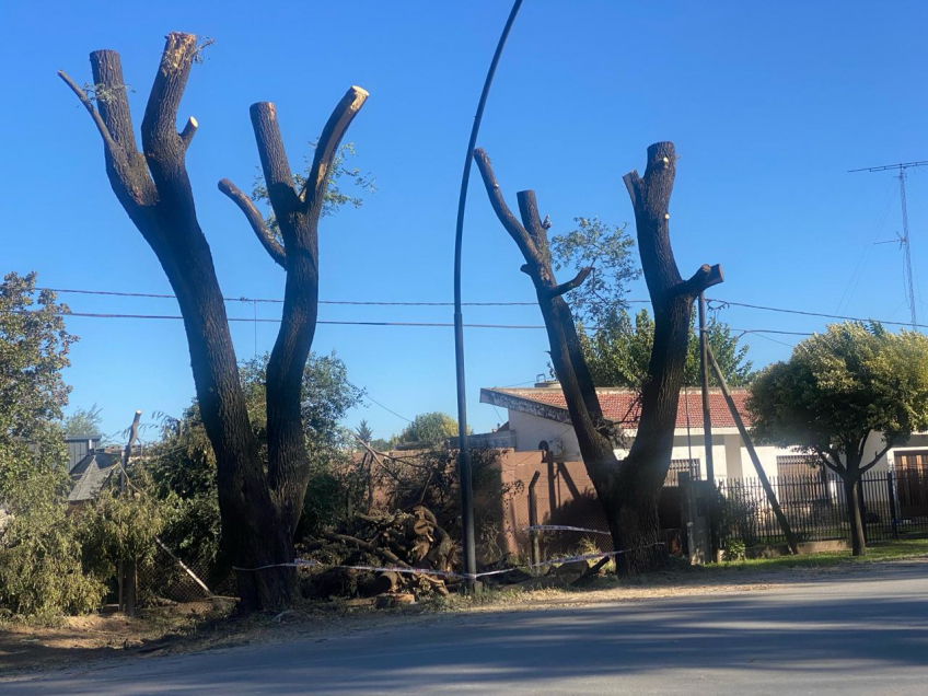 Villa María: El Municipio detectó tala ilegal de árboles sobre ruta 158